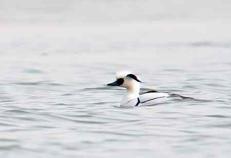昆明湖中的秋沙鸭