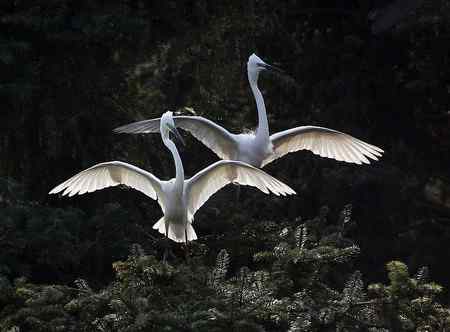 见证象山:“一对相爱明星鸟儿”