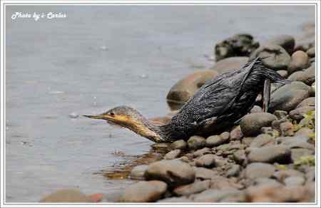罕见稀有的紅喉潛鳥竟然造访宝岛台湾