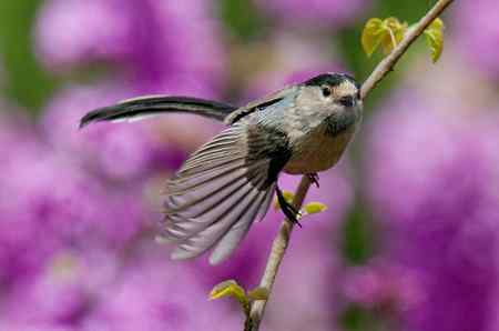 多姿多彩银喉长尾山雀