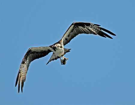 鱼鹰小集（Osprey）