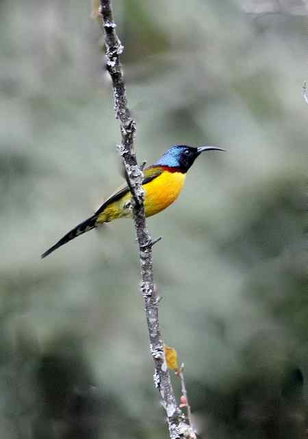 云南的百花岭是鸟的天堂