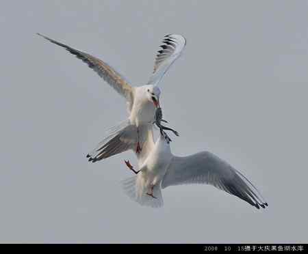 天福野鸟摄影  回放