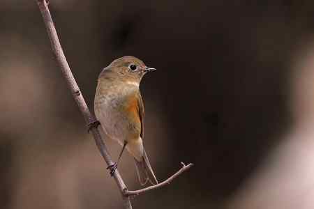 门前又来金翅 北红