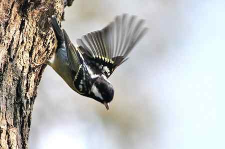 黄腹山雀高清晰照片一组