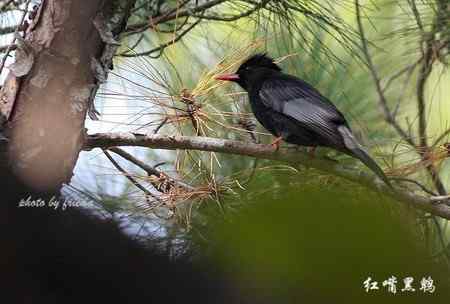 随团出游在台湾拍的鸟