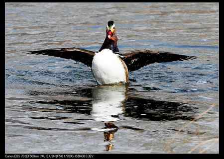 鸳鸯做自由体操