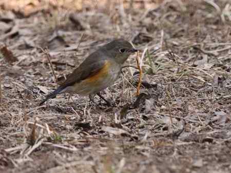 公园拍的几种小鸟,非常可爱.