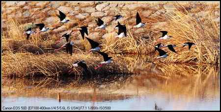 黑翅长脚鹬 向海自然保护区