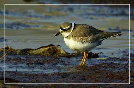 长嘴剑鸻照片哦