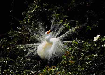 漂亮的繁殖羽,快乐的单身汉 漂亮的繁殖羽,快乐的单身汉