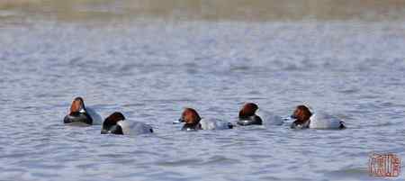 浑河初开丽鸭来红头潜鸭