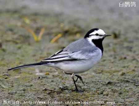 鸟类辨识：白鹡鸰大全