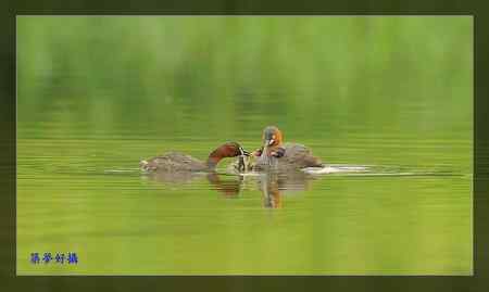 小鸊鷉照片大全