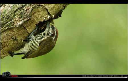 超清晰美图：斑姬啄木鸟