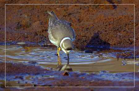 长嘴剑鸻照片哦