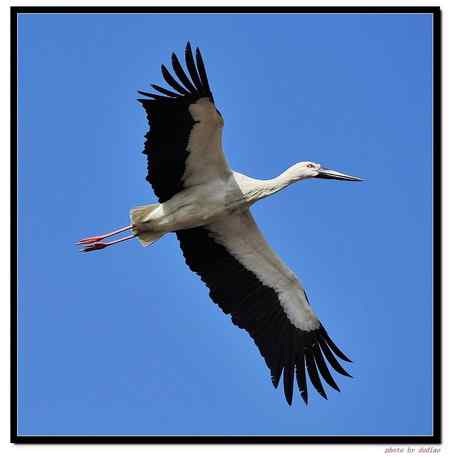 卧龙湖的“主人”