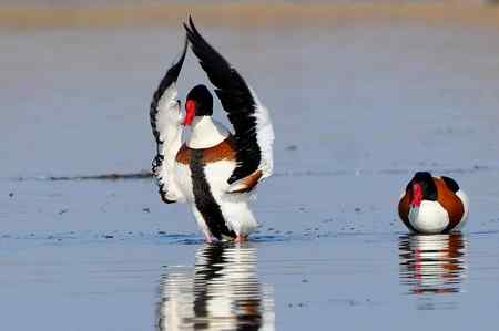 翘鼻麻鸭的故事