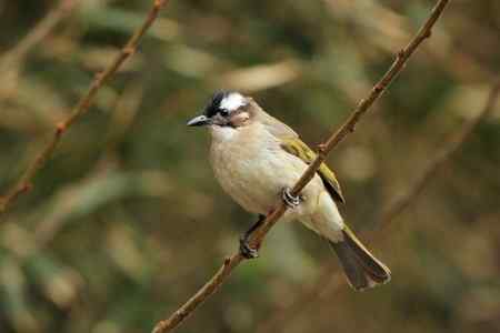 红尾巴鸟钻进灌木丛:灰头鹀回来了! 红尾巴鸟钻进灌木丛:灰头鹀回来了!