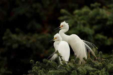 今日童男童女（中白鹭）