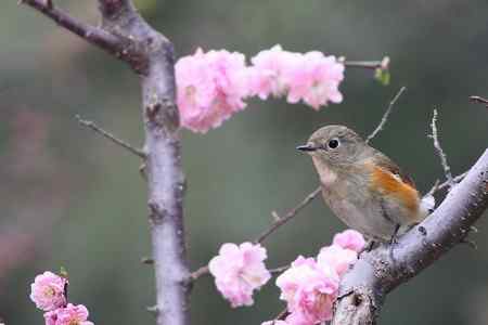 花枝上的靓女俊男（雌雄红胁蓝尾鸲）