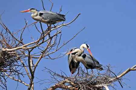 你们亲昵，我站岗，嘻嘻。