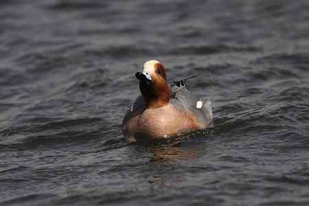 逮着近的赤颈鸭
