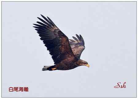 京城猛禽【组图】 京城猛禽【组图】