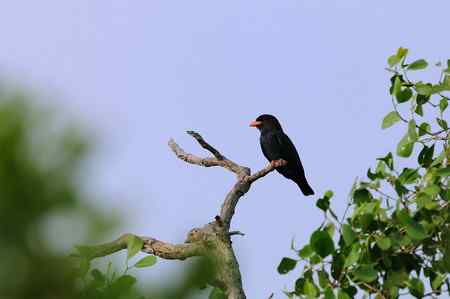 西馬观鸟行 西馬观鸟行