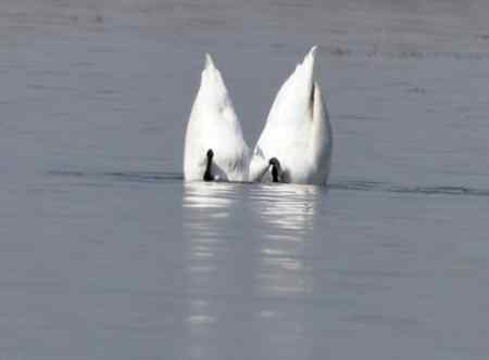 天鹅情侣精彩组图