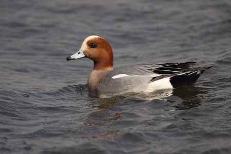 逮着近的赤颈鸭