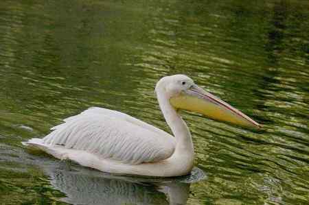 园明园湖里的白鹈鹕