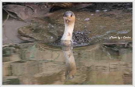 罕见稀有的紅喉潛鳥竟然造访宝岛台湾