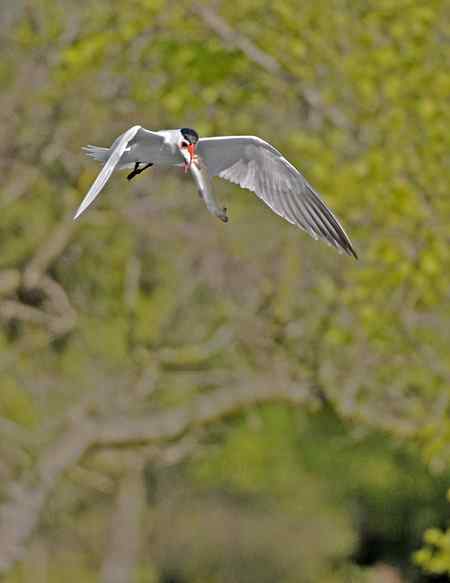 美国洛杉矶的燕鸥