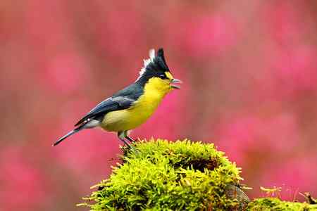黃山雀賀新禧 台湾特有鸟类