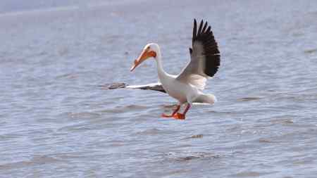 美洲白鹈鹕 美国加州内湖