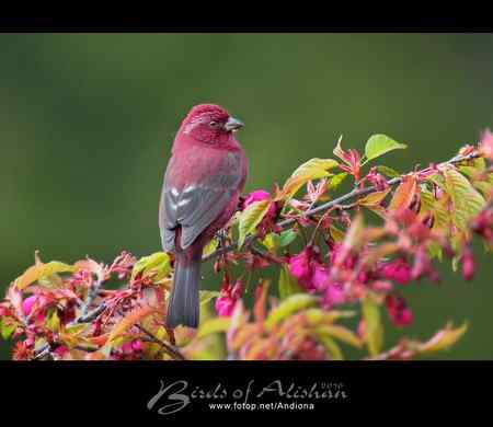 台湾阿里山酒红朱雀 Vinaceous Rosefinch