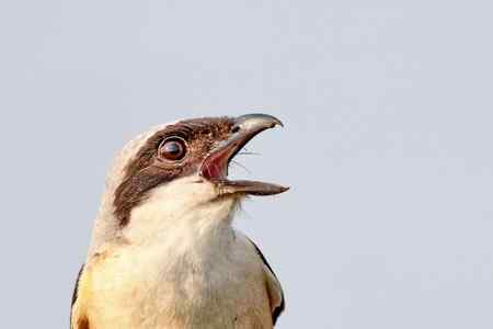 综背伯劳大头贴