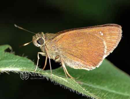 微距镜头前的蝴蝶