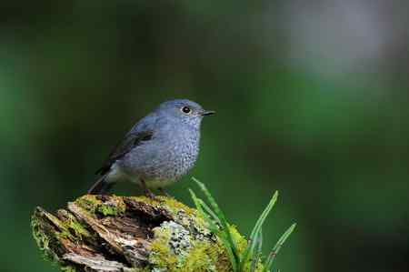 台湾 紅尾水鴝 台湾 紅尾水鴝