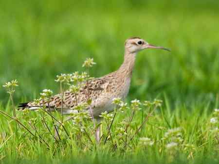 小杓鷸 上海的罕见贵客