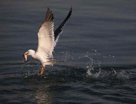 海鸥天生爱吃鱼！！