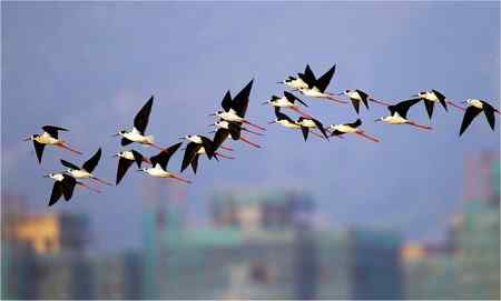 黑翅长脚鹬照片一组