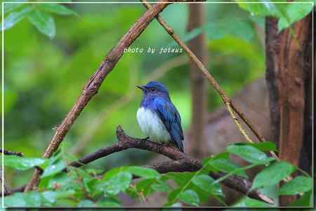 白腹琉璃 白腹姬鹟