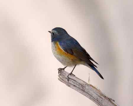 红胁蓝尾鶋【组图】