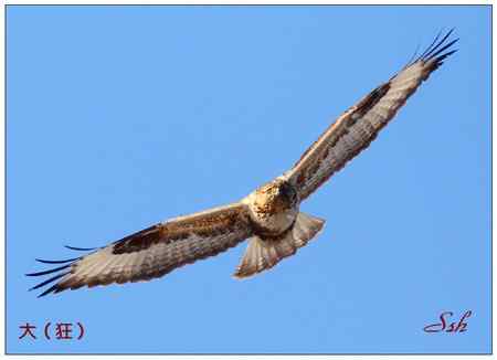 京城猛禽【组图】 京城猛禽【组图】