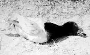 辽宁新民大量天鹅等水禽被毒死 疑卖至野味店