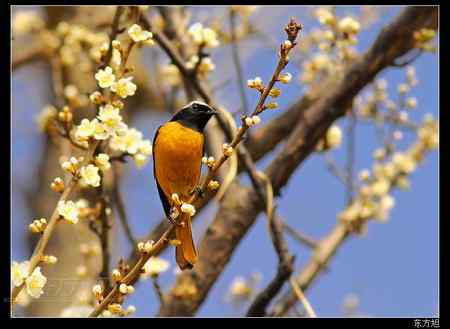 北红尾鸲 谁在找我?