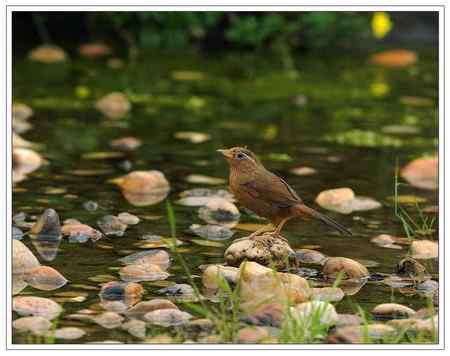 小雨中的    画鹛