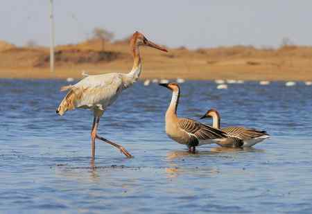 白鹤与鸿雁 有惊无险